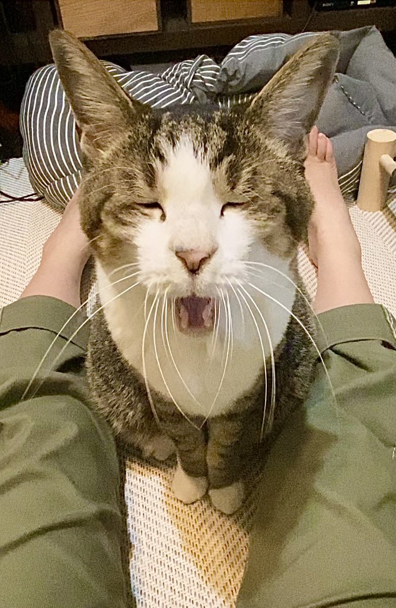 猫の変顔コンクール