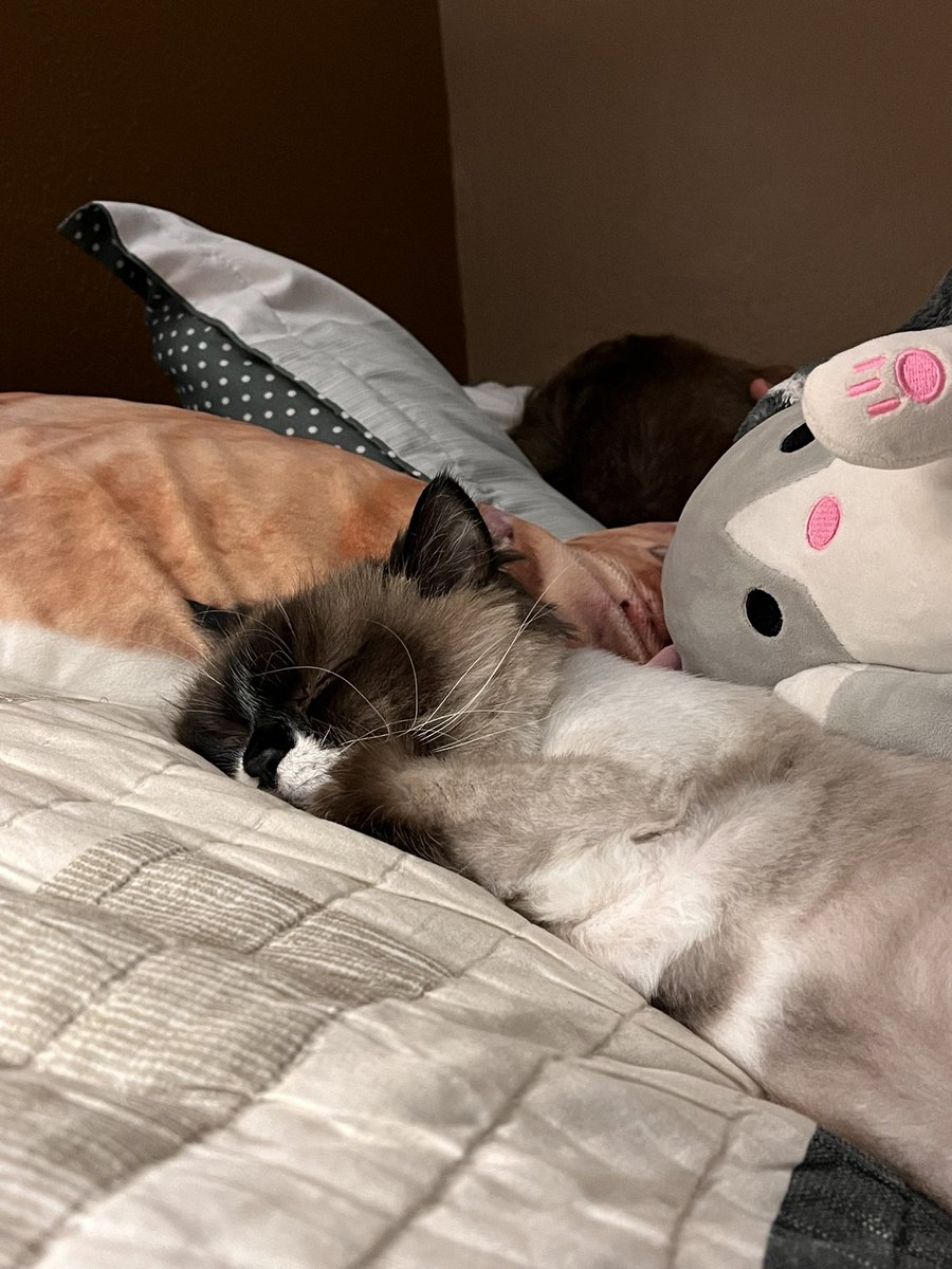 Just wanna share here that Nala had a successful dental cleaning and tooth extraction 💕 i’m grateful to everyone who wished her well 🥰 (and yes she got haircut too few weeks ago)