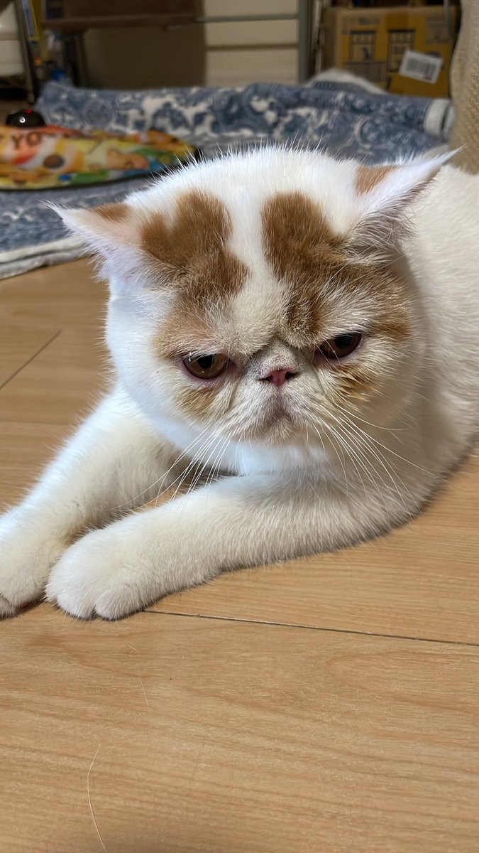 こんぶです。今日も、留守番、つまらないにゃ。