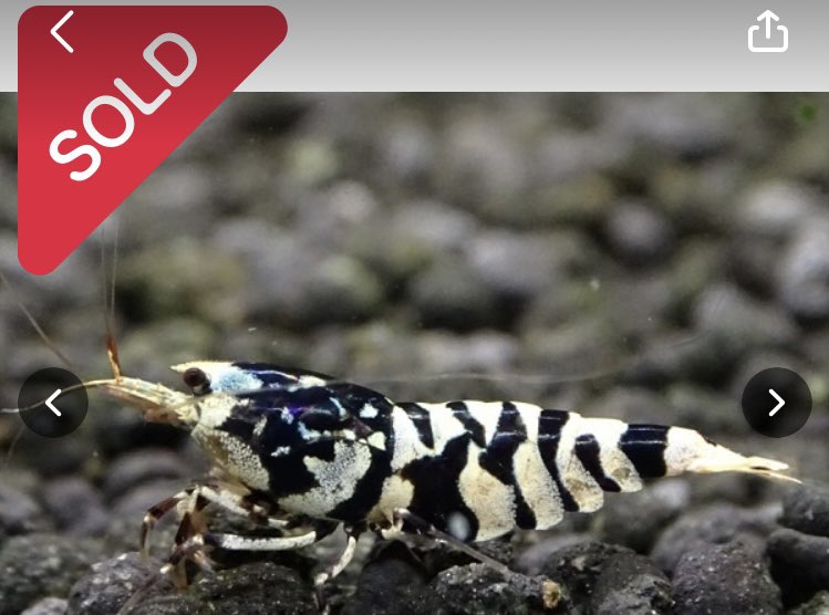 アワード終わりましたね❕
運営、出品者の皆様大変お疲れ様
でした。落札者様並びにウォッチ
頂きました方々に感謝を申し上げます。
場違い感満載でしたが参加された方も
多く楽しい大会でした❕
また宜しくお願い致します。
#シュリンプアワード
#ギリギリでした
#失格が頭をよぎった