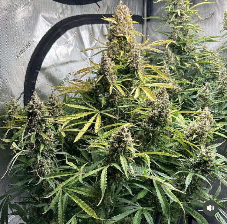 thecannalife420's tweet photo. @skunkcityseeds gorilla cookies Autoflower https://t.co/6Oace1gsg6