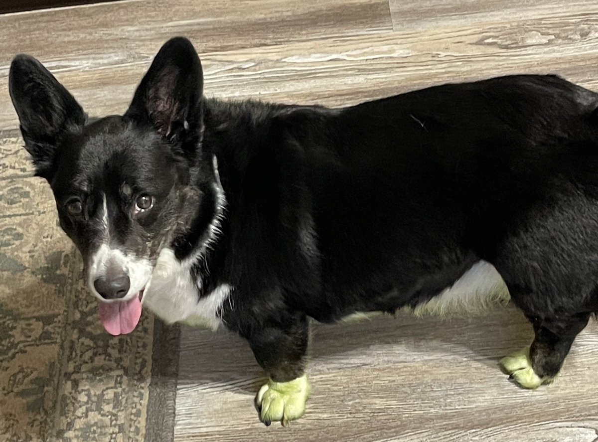 DarlesChickens_'s tweet image. Post mowing green feet and belly #corgi #corgiproblems
