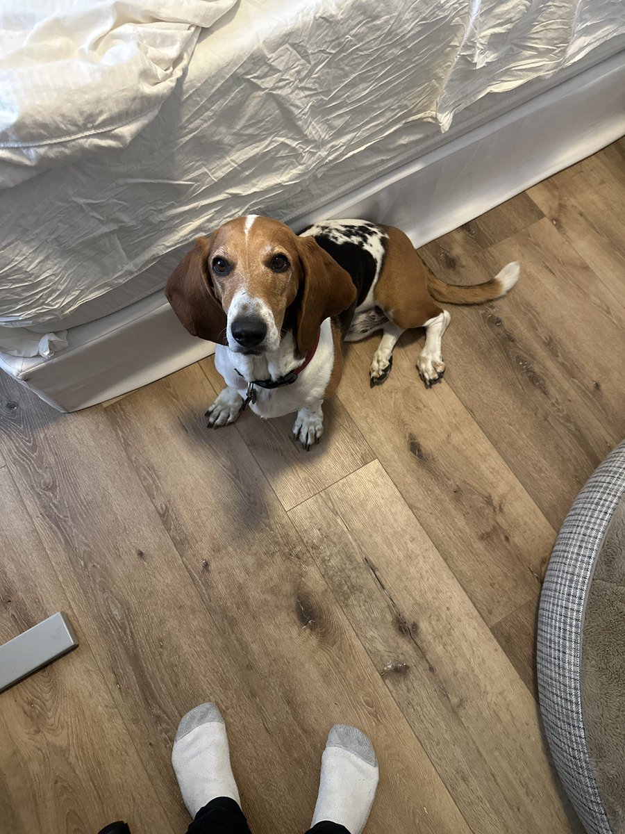 jakelittle's tweet photo. @JonahDispatch This is Goose! He totally agreed and says hello :) https://t.co/0HA7tIlSCt