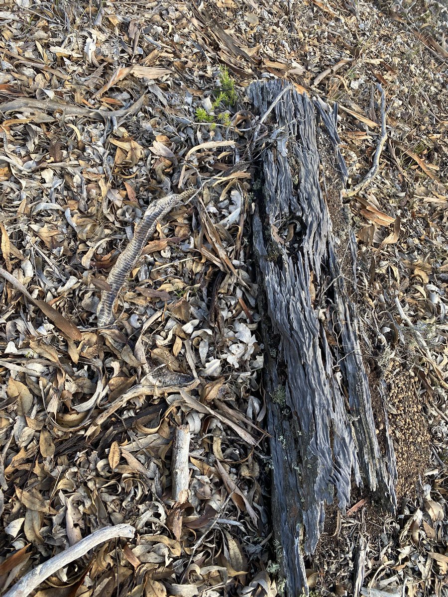 Mosquito orchids incoming, the snake skin put the wind up me! 😂😂