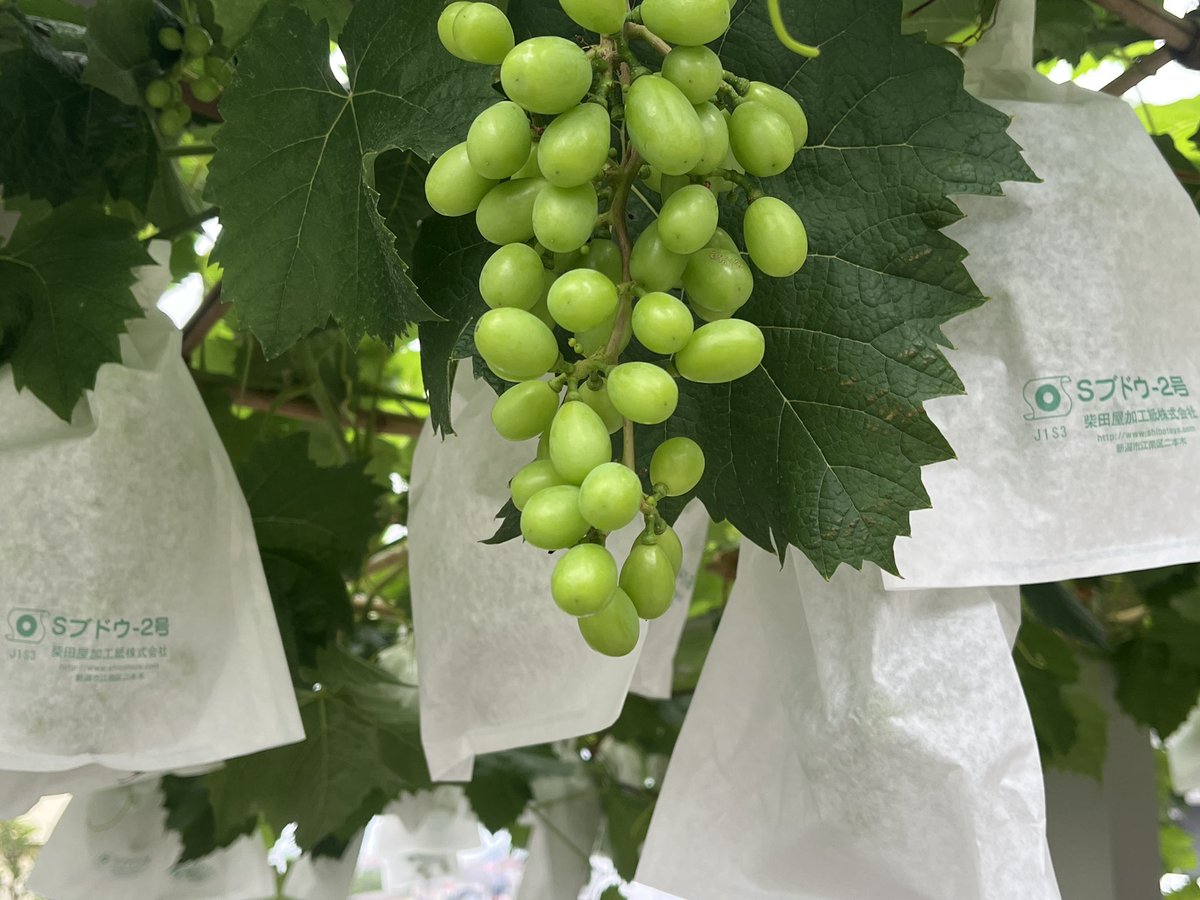 庭のシャインマスカットは元気いっぱいだぞ！！