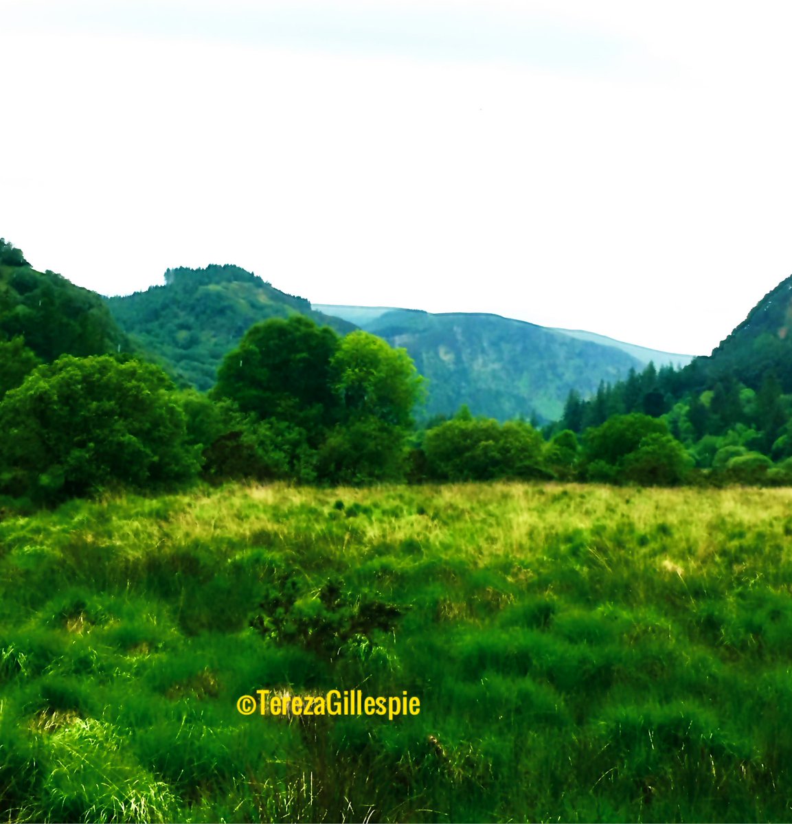 There’s an
earthy smell
upon the air
for it has rained
for days on end

Glistening fields
display their share
of drooping heads
&amp; sodden blades
that twist &amp; bend

Adorned in the
jewels of Summer
an emerald crown
befits this grand &amp;
fair green land

Tereza Gillespie 2025
#poetry