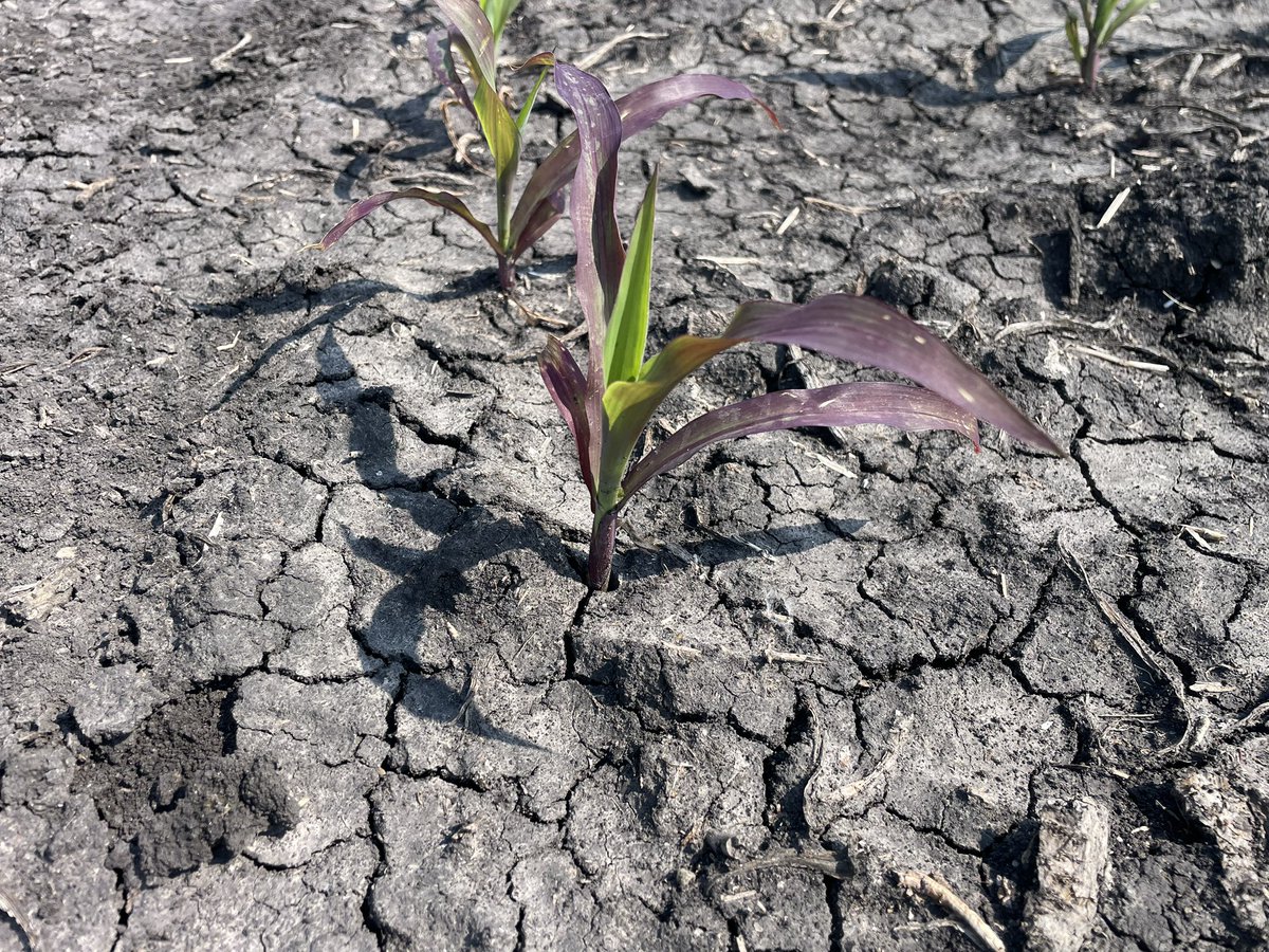 DKAS_ND_N_MN's tweet photo. Corn fields in Eastern ND and NW MN are faced with fallow syndrome right now. This is visible from purpling of the leaf and stem due to phosphorous deficiency. The P deficiency is from low presence of my mychorrizae that grow in and on roots to assist in the immobile P uptake. https://t.co/37XT8EnQcq