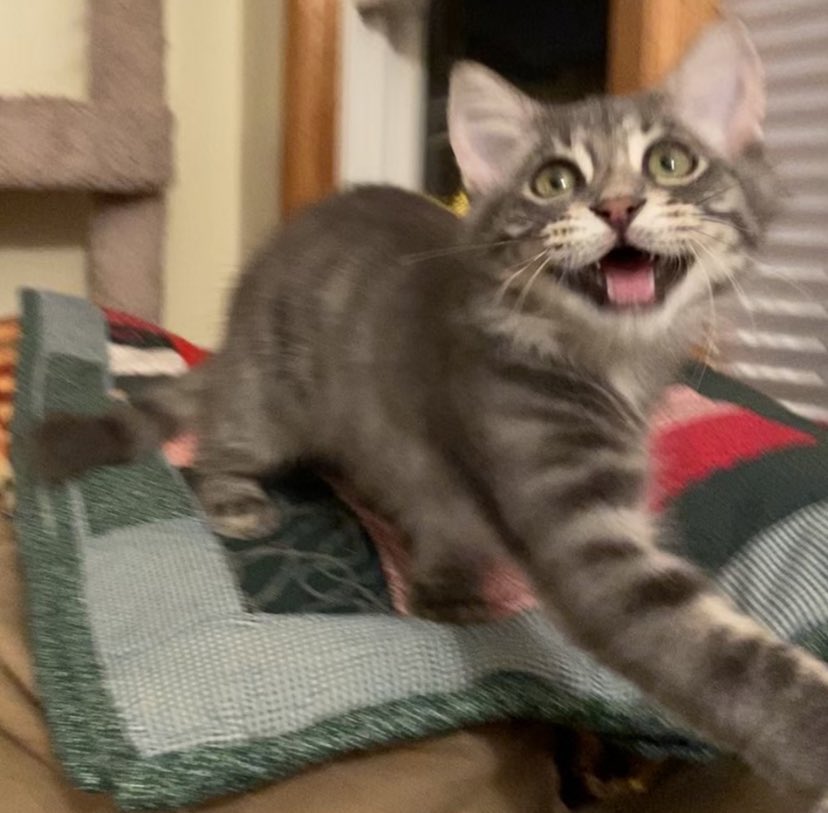 Dr. Sport Pepper The Cat tweet media