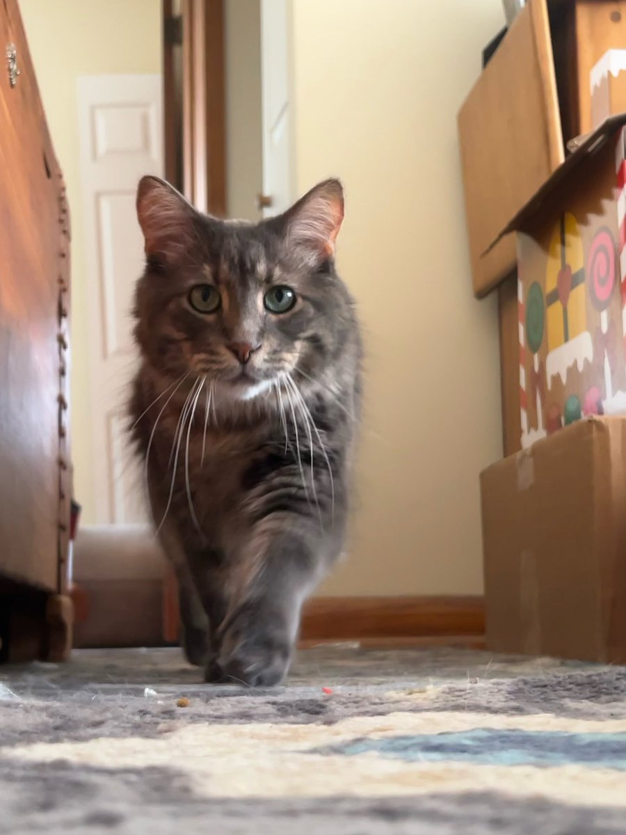 Dr. Sport Pepper The Cat tweet media