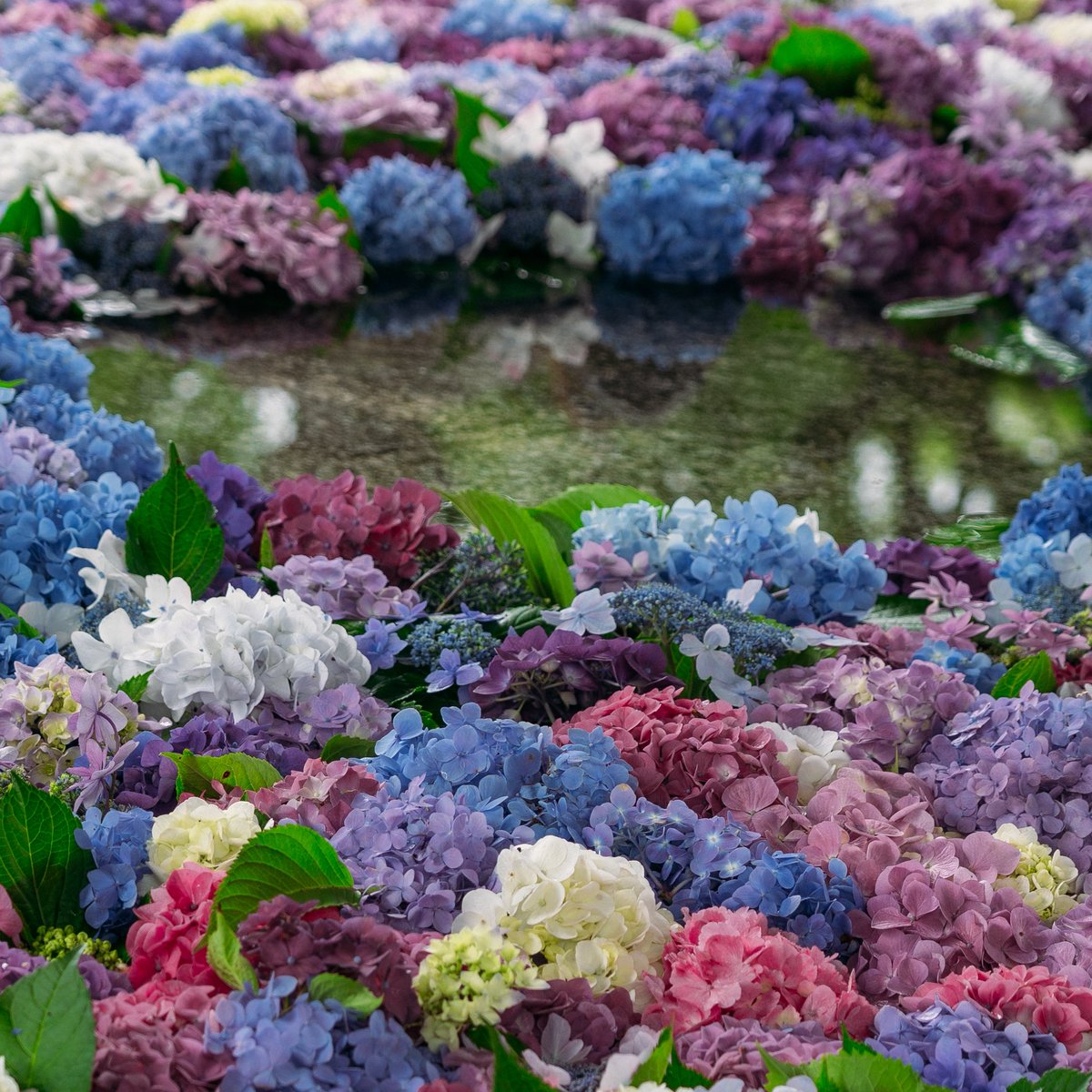 本日より手水舎にて、色とりどりの紫陽花を浮かべた花手水をお楽しみ