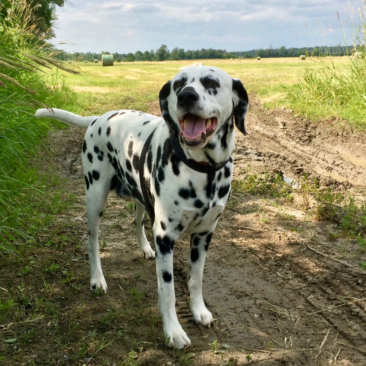I have bid my final goodbye to Jumblie, the best dog in the world.

He lived to nearly fifteen, an exceptionally long life for a Dalmatian.

I know I am blessed to have had so much time with him.  Yet, it also makes the grief so much deeper, because he was by my side for so long,