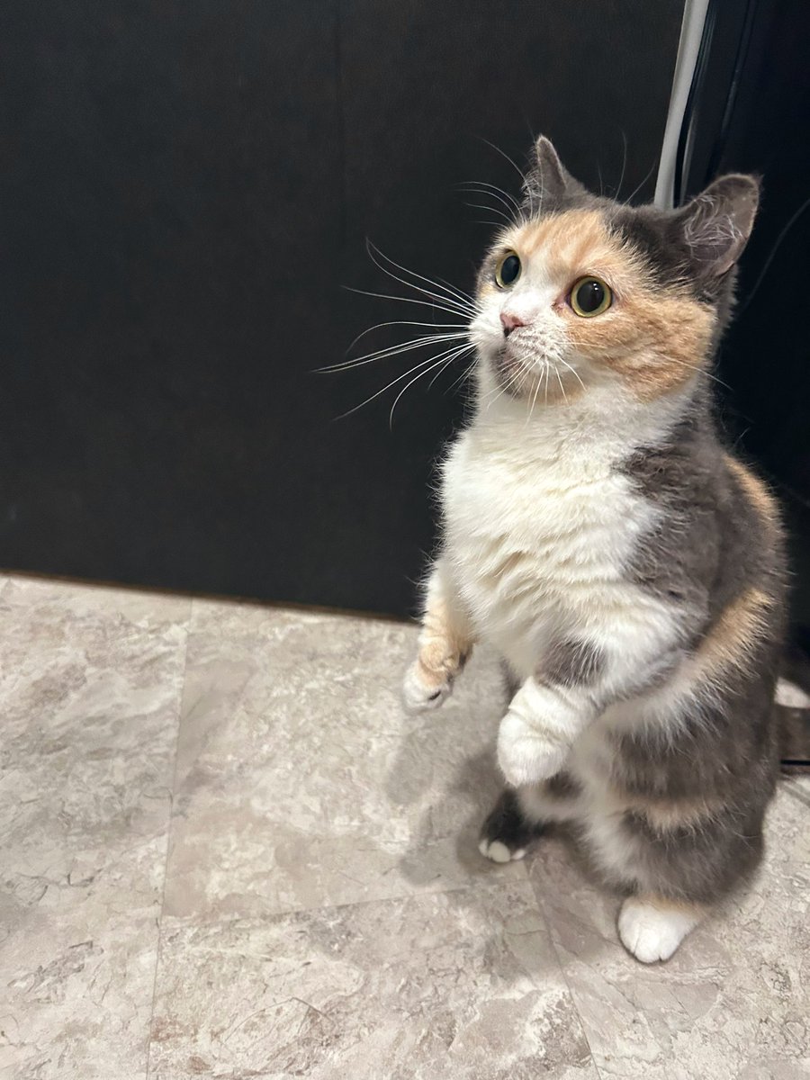 えま🐾はちわれマンチカン tweet media