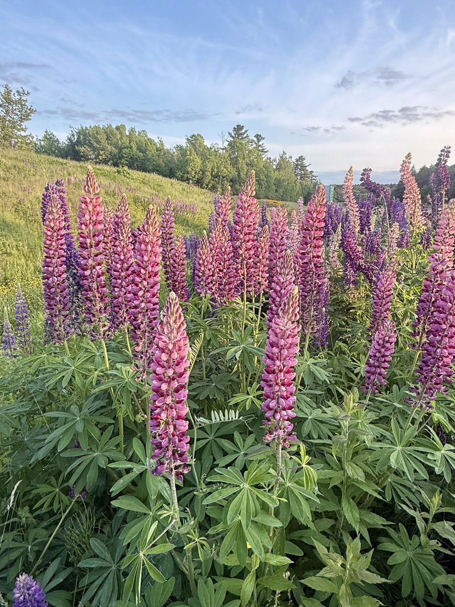 CusackTim's tweet image. It is during those times when we need a quiet moment that we can pause, stop to appreciate nature, and simply “be.” (Pun intended).
These are a few moments I enjoyed today in New Maryland, New Brunswick. #peaceful #NewBrunswick #NatureTherapy #Flowers