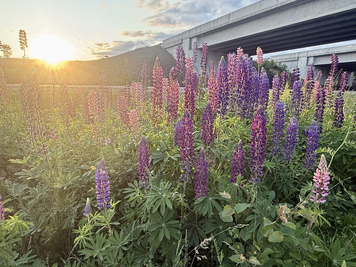 CusackTim's tweet image. It is during those times when we need a quiet moment that we can pause, stop to appreciate nature, and simply “be.” (Pun intended).
These are a few moments I enjoyed today in New Maryland, New Brunswick. #peaceful #NewBrunswick #NatureTherapy #Flowers