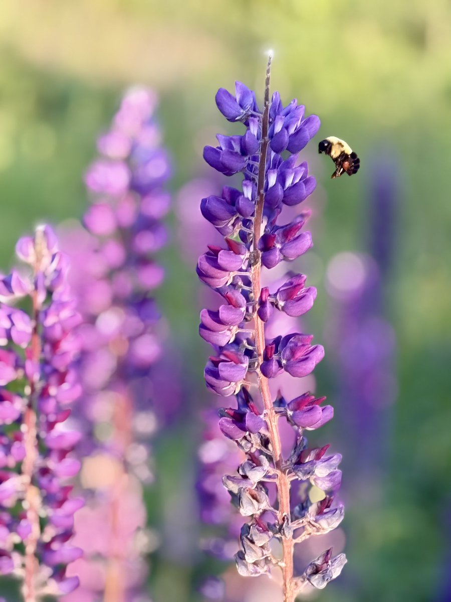 CusackTim's tweet image. It is during those times when we need a quiet moment that we can pause, stop to appreciate nature, and simply “be.” (Pun intended).
These are a few moments I enjoyed today in New Maryland, New Brunswick. #peaceful #NewBrunswick #NatureTherapy #Flowers