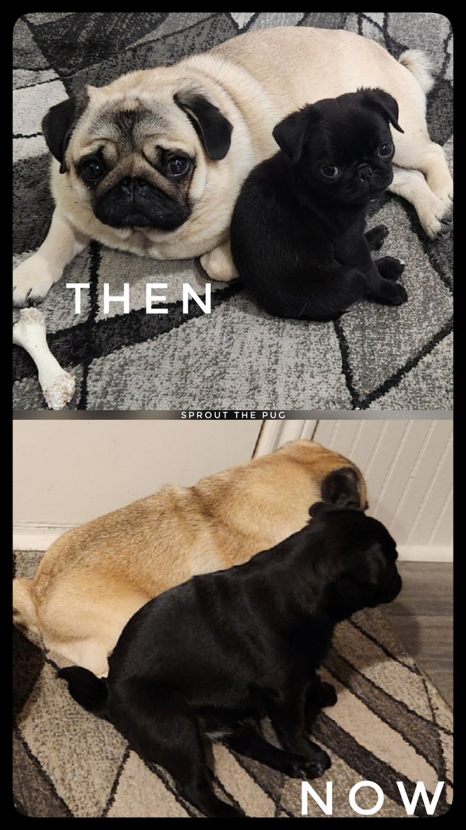 Pickle and JuiceBox 🥹❤️  #bffs 

#puglife #blackpugpuppy #pugpuppy #FridayFeeling
