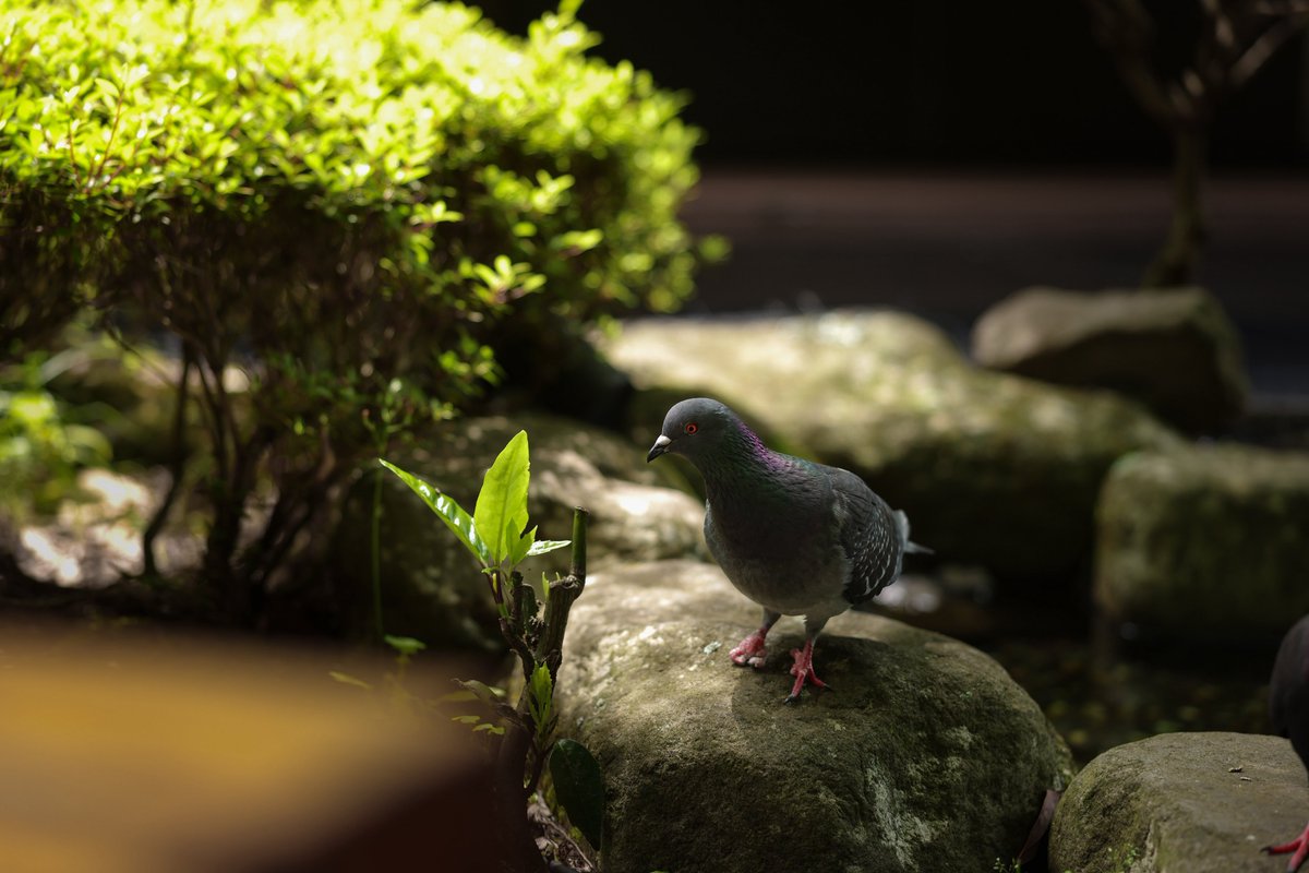 teo_BD0807's tweet image. 餌ガチャ脇の鳩は、美しい笑