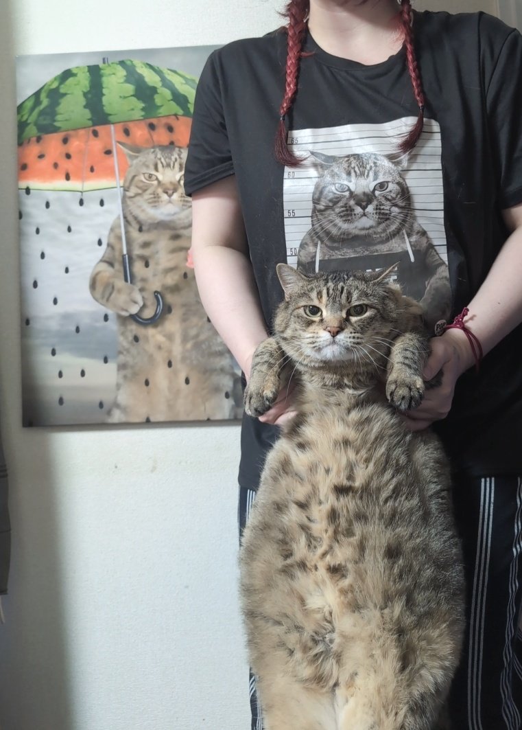 Asyuu69's tweet photo. #にゃんプロ
ヨム　メス　大きめ　男好き　誰にでも乗る　１２匹いる猫の２番目の猫　１番人間に警戒心がない　脱走率高め　お外散歩好き（リードで）イビキうるさめ https://t.co/ALrdHj3WSY