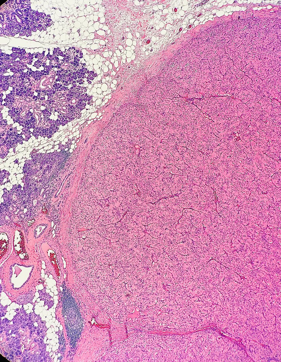 Jay "Thymocyte" Hwang tweet media