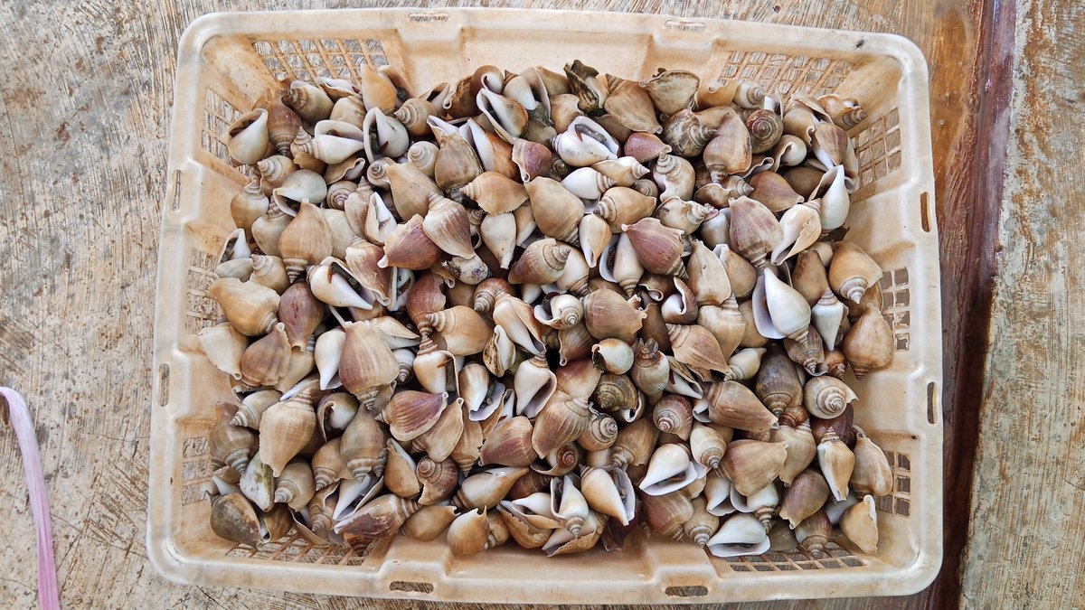 Pangsan Sibungsu Harahap tweet media