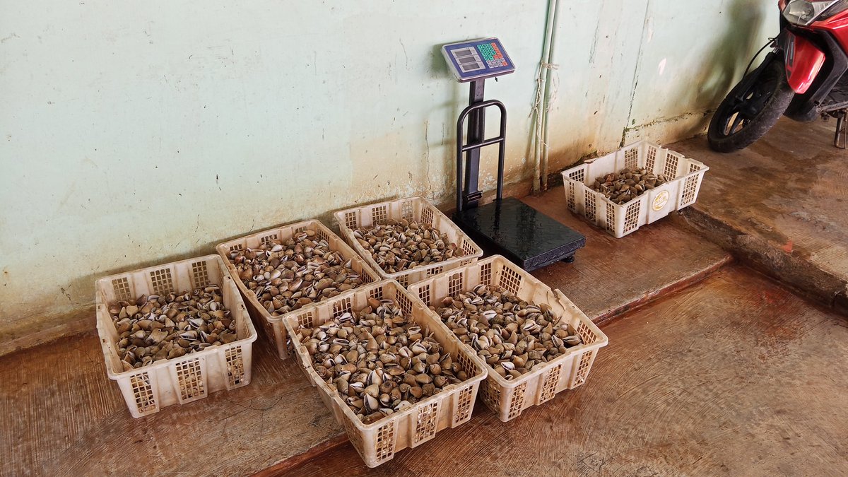 Pangsan Sibungsu Harahap tweet media