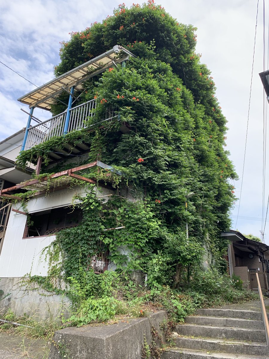 chikasun4's tweet photo. ノウゼンカズラの館

勝手に命名御免。

#植物に覆われた家　#横須賀 https://t.co/dhFv523vHf