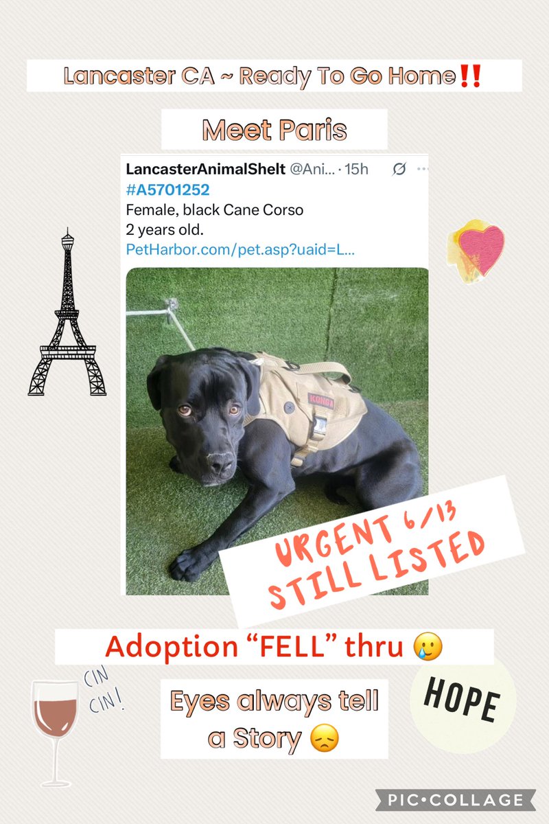SarahjaneGille1's tweet photo. Paris as of now LA Time 5:55p 6/13 still listed @AnimaLancaster 🆔 #A5701252 #canecorso #canecorsorescue #mustlovecorsorescue #westcoastcanecorsorescue #REPOST #RESHARE to help #save ‼️🚨🙏😞🆘🥲 Time is running out! https://t.co/EuAfQH9Vsi
