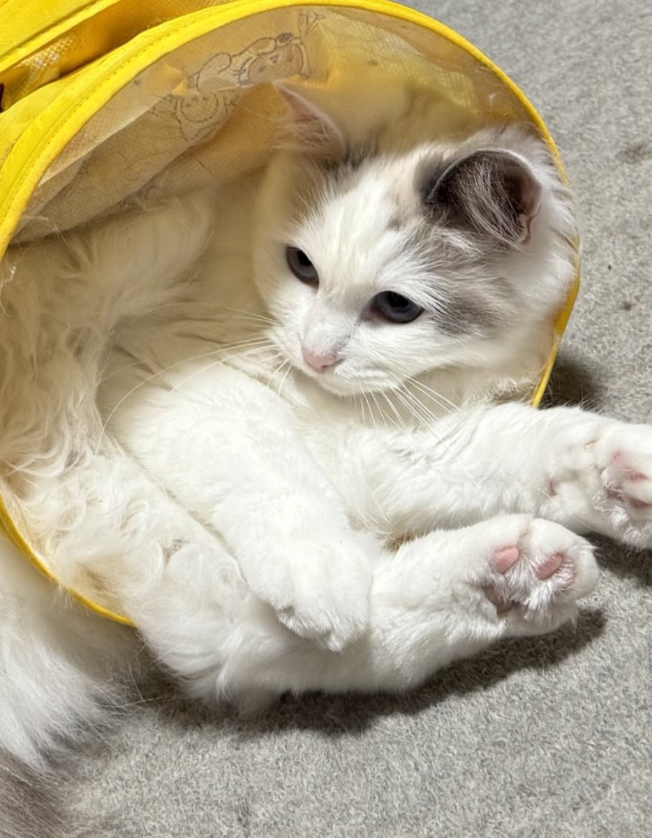 おはよーございます。うぐいです。朝から雨です。しんどいです。