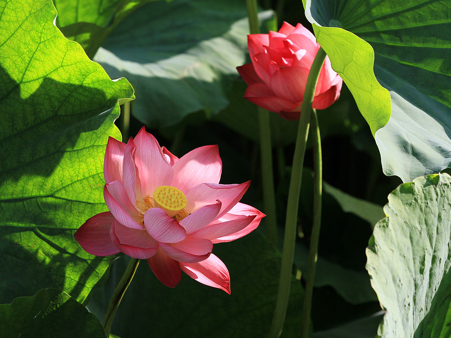 ChinaDaily's tweet photo. As summer unfolds, tranquil waters across #China come alive with the timeless elegance of blooming #lotuses. These delicate flowers emerge with quiet grace, their silken petals glowing against a sea of emerald leaves. Each blossom tells a story of purity rising from the depths. #naturelovers