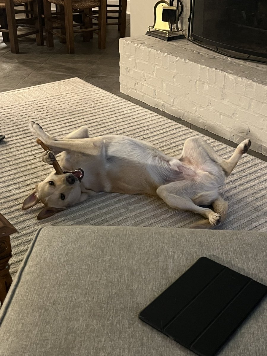 jkwinford's tweet image. World class happy pup #bails