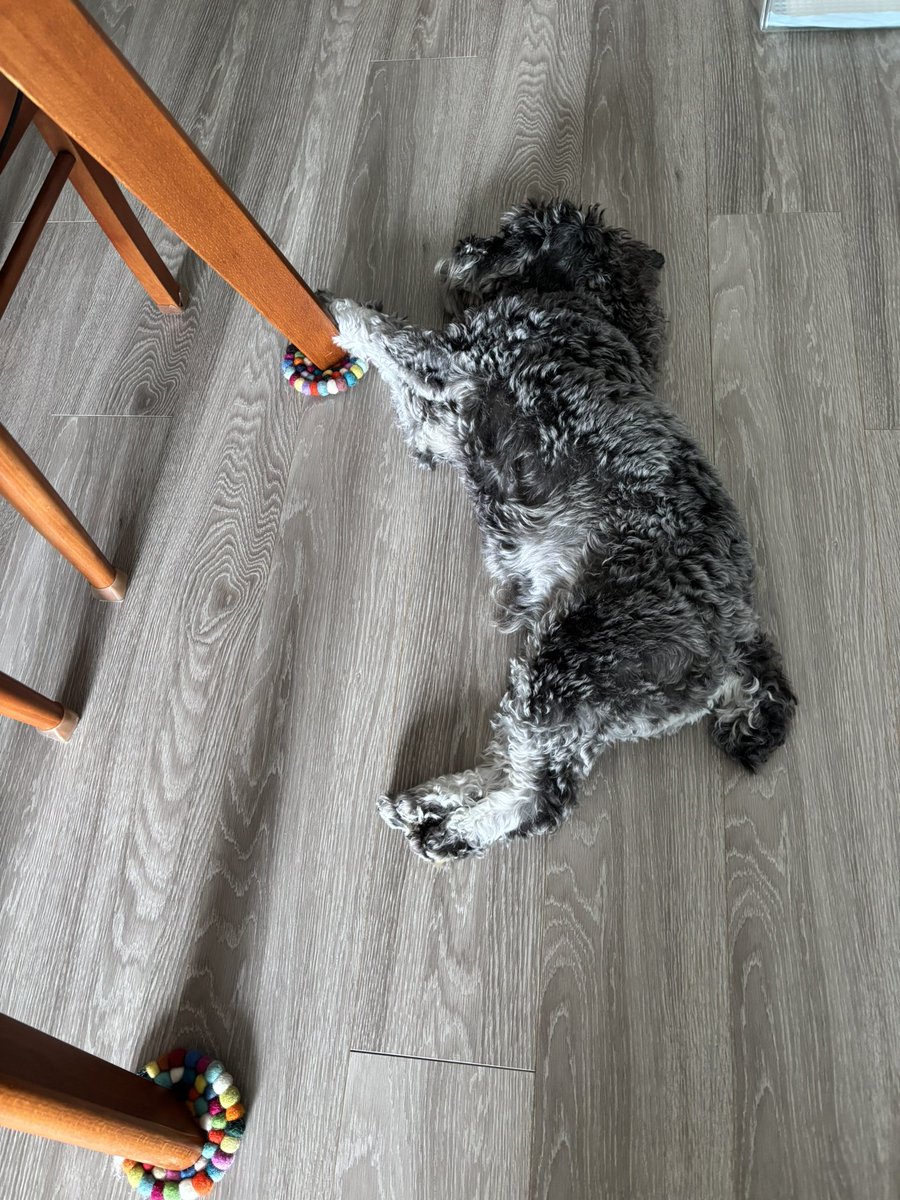 2525Marines's tweet photo. 犬が落ちてる… https://t.co/Fog8X9X1op