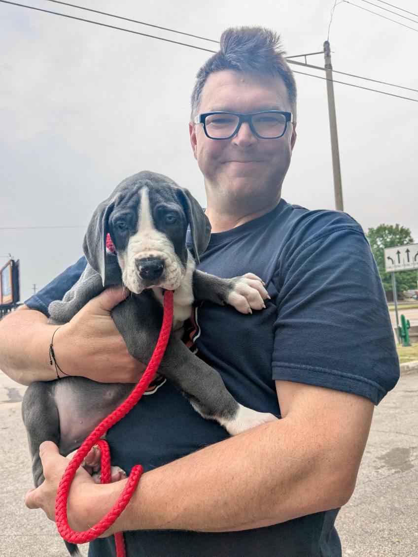 Welcome our newest family member Throttle, our Blue Mantle Great Dane puppy, that we picked up from Phoenix’s Legacy Great Danes in Benton Harbor, Michigan today! #gentlegiant #greatdanemom