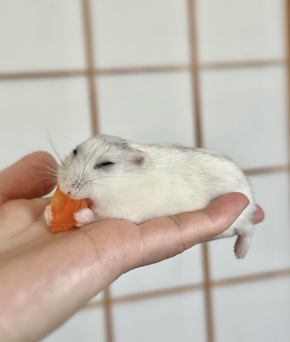 ねむいおいしいでち☘️🫧

#ハムスター