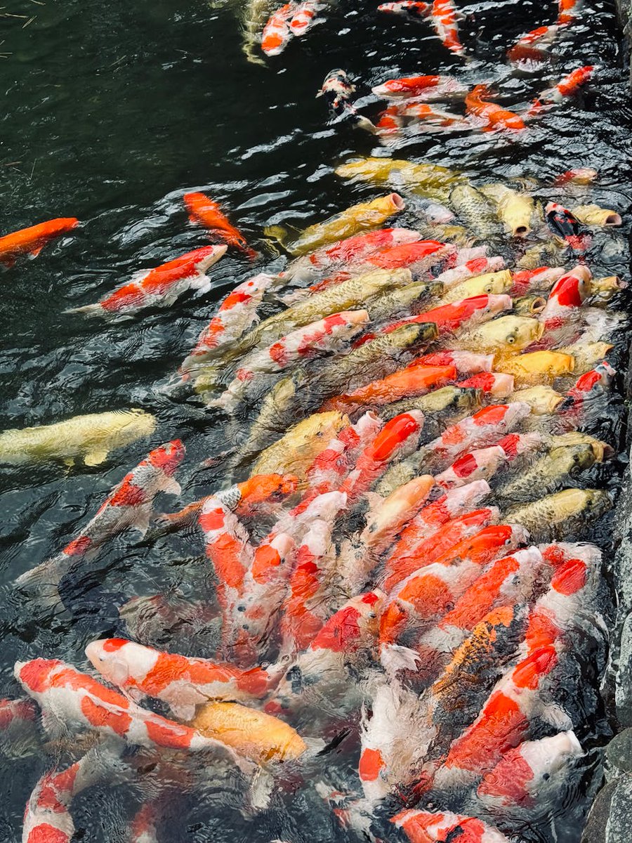 haserile40543's tweet image. Just upgraded my koi pond filter! Crystal clear water &amp;amp; happy fish. Tip: Check your pump weekly for debris to keep your koi thriving!����#KoiKeeping #AquariumLife #FishHobby