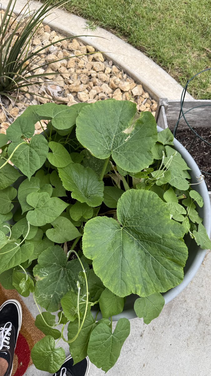 What do yall think this big plant is?