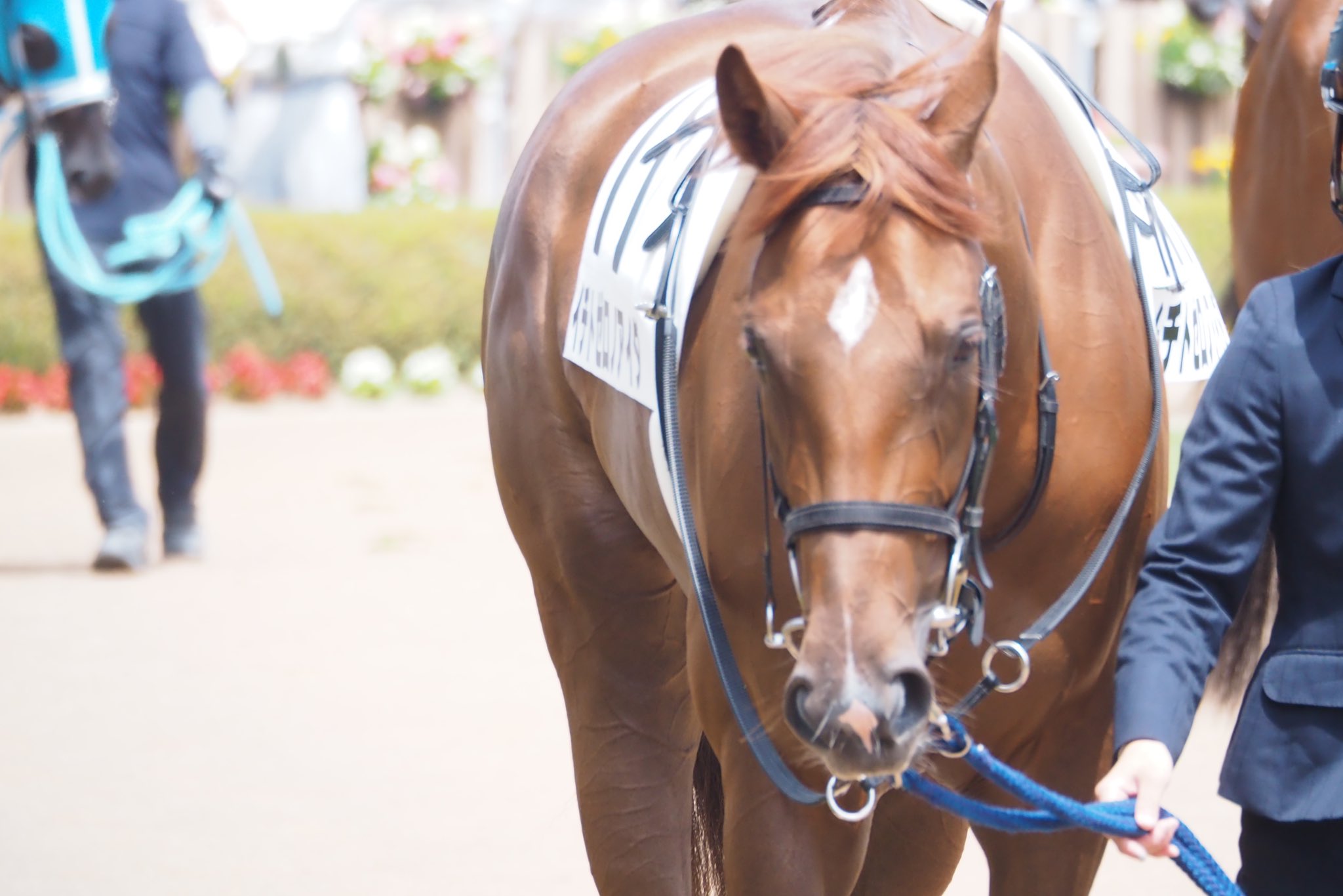 金貨 動物の顔 騎士と馬
