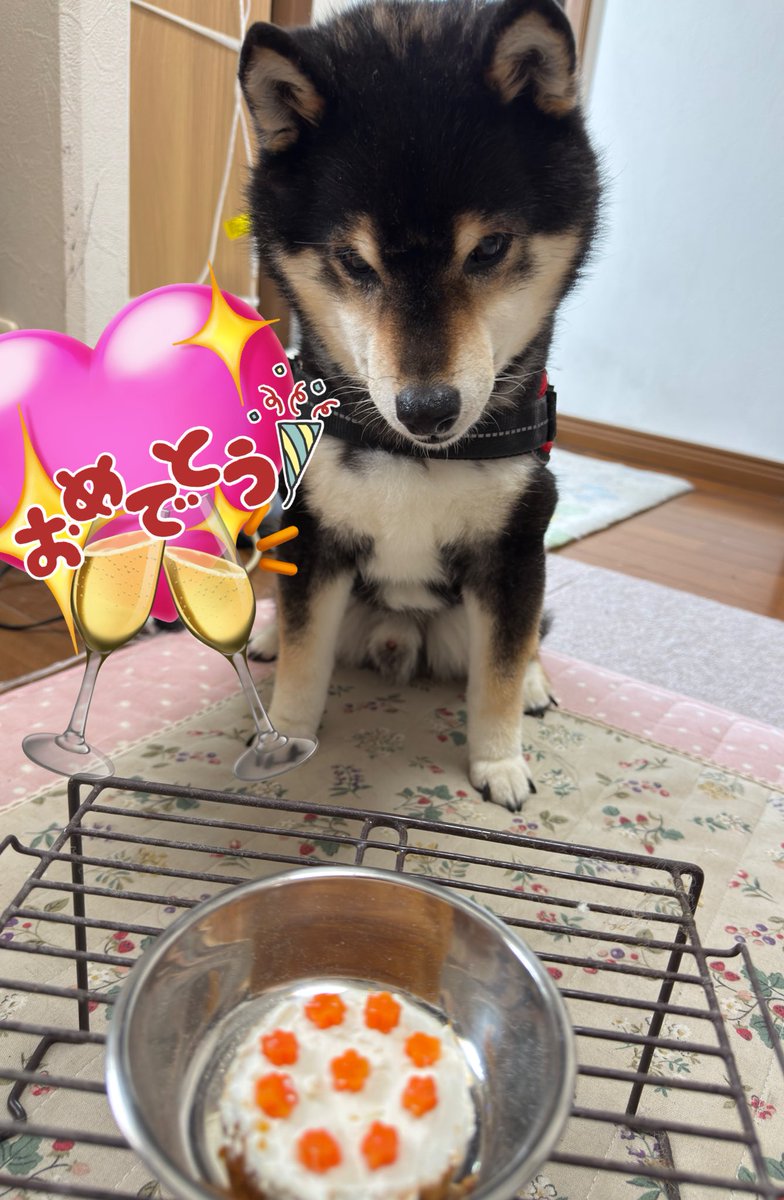 v_code_02's tweet image. ✨️🎂はっぴばーすでー陸さんはっぴばーすでー陸さん🎂✨️

陸さんお陰様で14歳になりました🐕 

25年の初めに体調を崩したり、その影響か腎臓の数値が高くなってお薬生活になったりしましたが自分の脚で散歩しています😌