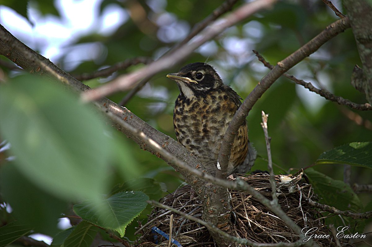 GraceOnFire2's tweet photo. Update on the Robin's nest in the backyard tree.
As of this evening only one baby Robin remains. The other 3 have fledged.
#photography #photographyOnX #Robin #nature #NaturePhotography #nest #fledge https://t.co/TiNoUwLAuG