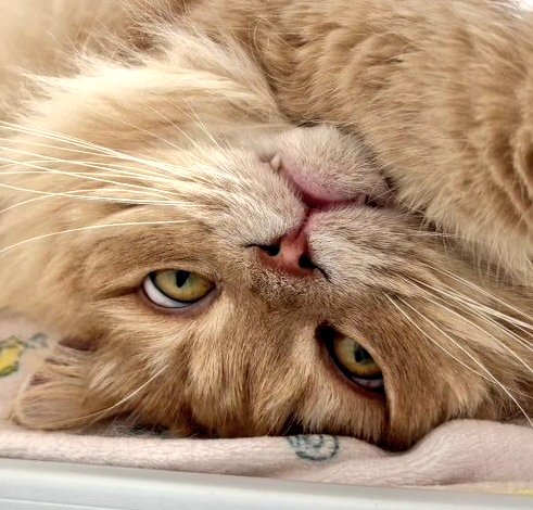 #猫の変顔コンクール