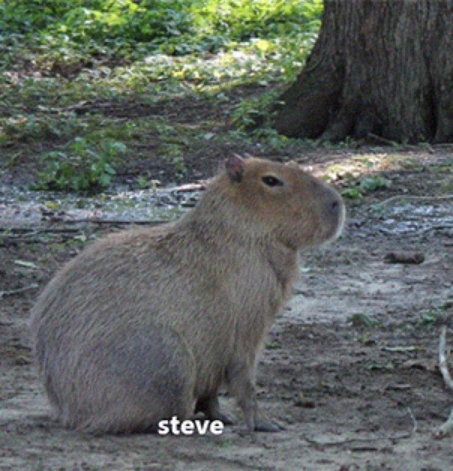 steve