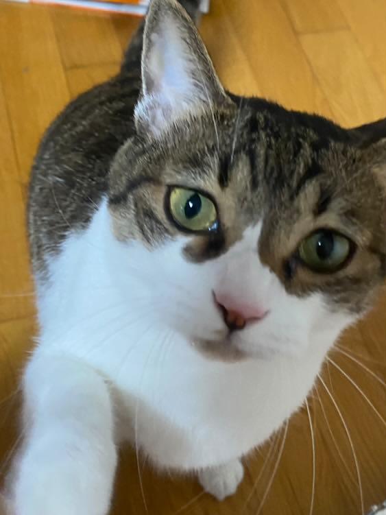 도레미파솔 (@cow0728) on Twitter photo 