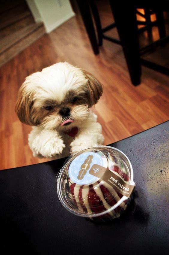 ChampneyLisa's tweet photo. #UndisturbedBy the goodies being unattended. 😋😋😋😋 https://t.co/Yvmcwc1WNk