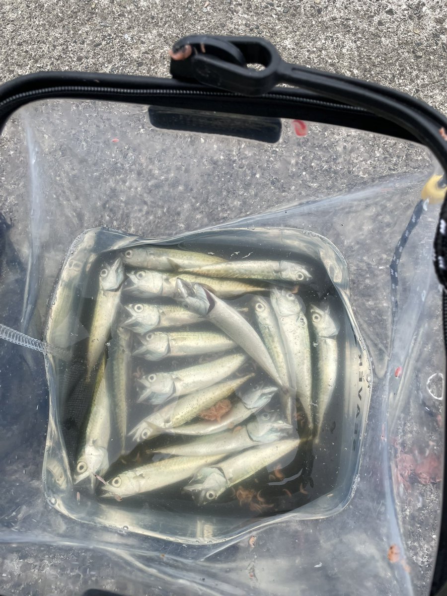 サバ（？）18匹釣れたよぉ🐟