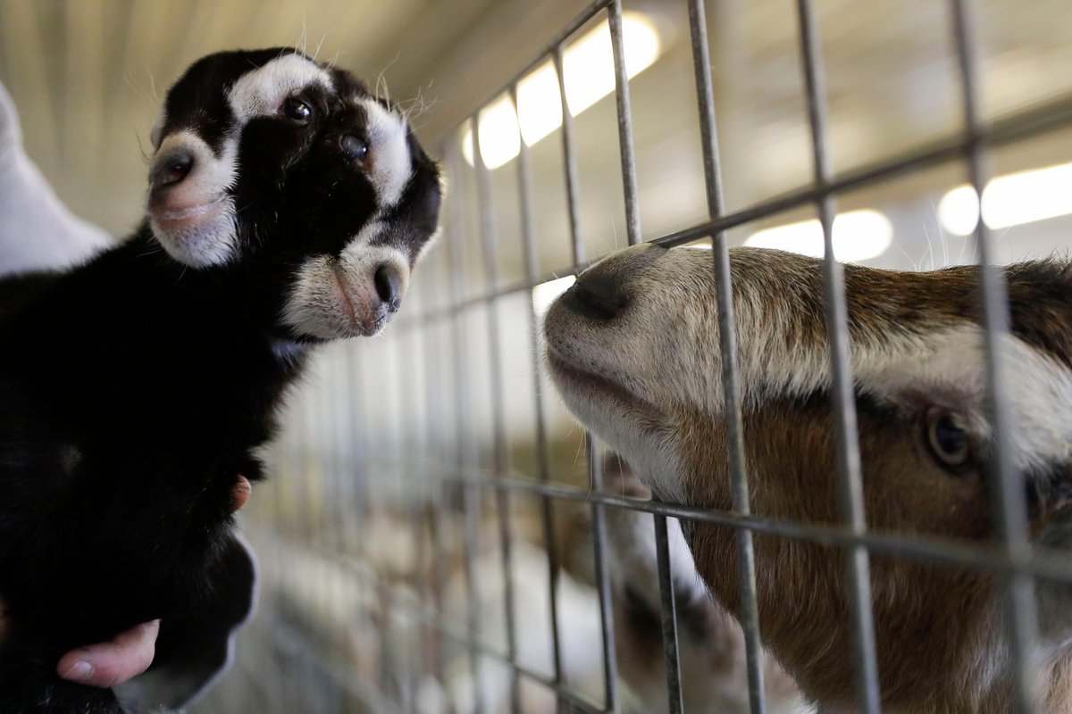 DanielAshley13's tweet photo. #UndisturbedBy  This two-headed goat https://t.co/NDuY1oeDuV