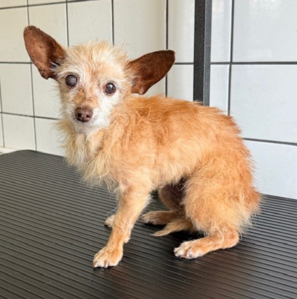mapleveewesem's tweet photo. 💔🆘💔 10 yo female #Chihuahua RIVER at Downey #California ACC just came off a 14 day ID hold . No one came for her. 😢 Now adoptable. Just 6.5 lbs. Not related to the 2 senior Littles in the attached post, but they are all together on the website. info⬇️
#A5703605 https://t.co/g2GRegq2kZ