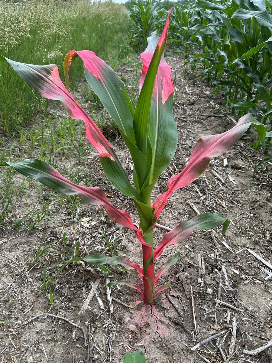 One 80 degree day followed by 2 closer to 90. Fun to see it grow. Going quickly!  Quad Cities IL.