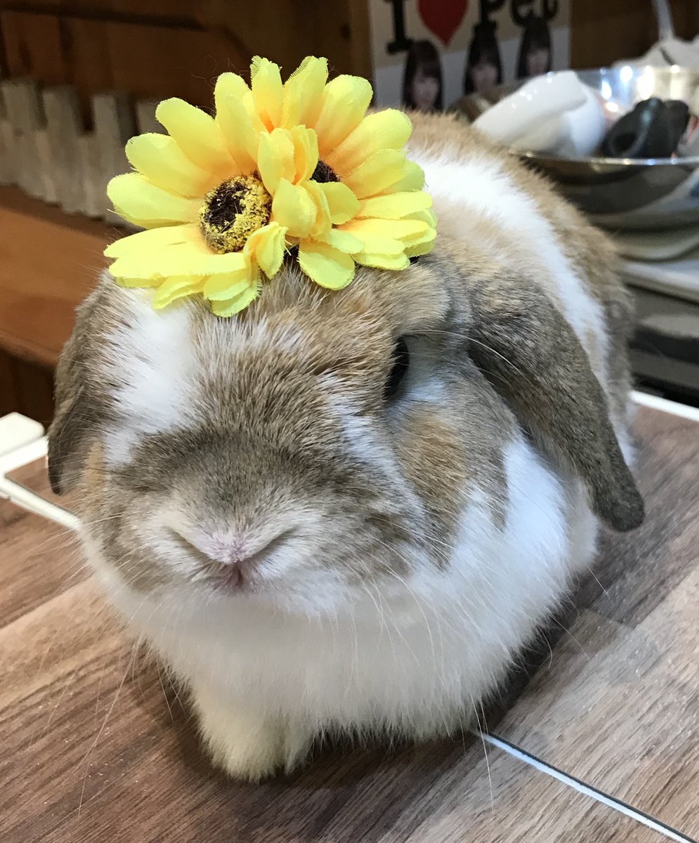🐰明日は「父の日」だから、ぼく黄色いお花でおめかししたよ😊
