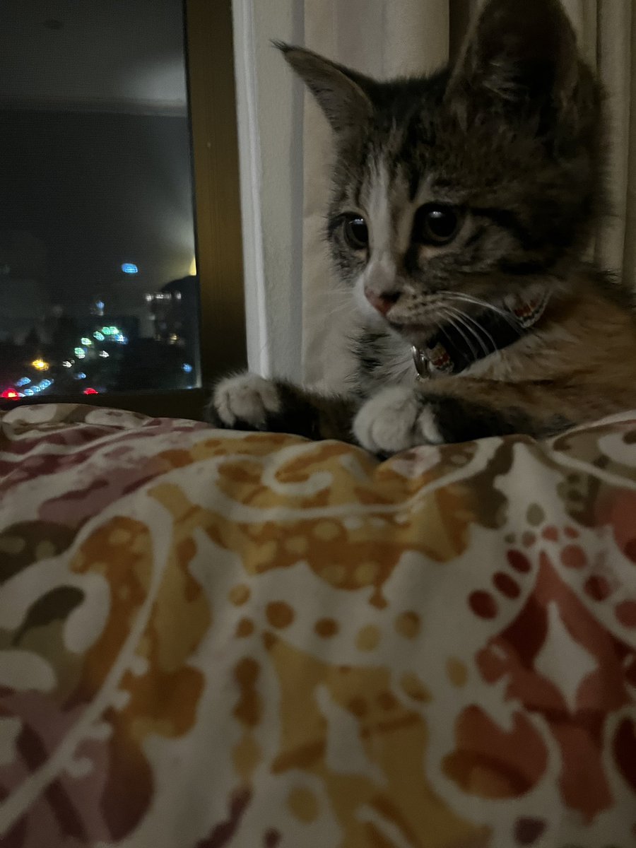 #گمشده
#واگذاری
#ریتوییت لطفا
این دختر کوچولو را کنار جوب جای خطرناکی پیدا کردم
من گربه مریض دارم و باید زودتر یا صاحبش پیدا بشه یا یه خانواده ی خوب و مسئول براش پیدا کنم.