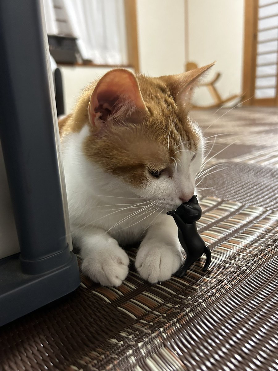 友達から誕生日プレゼントで猫のペン置きなるものをいただきました😆

ネオくんは警戒MAXで、ミルくんは興味深そうに遊んでました😽