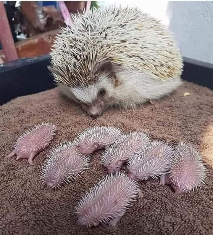 BAHÇENİZDEKİ KİRPİ ...
Beni bahçenizde görürseniz, bana yiyecek ve su koyun.
Böcek ilacı koymayın!
Ben zararsızım ve bahçenizi koruyorum çünkü sebzelere saldıran böceklerle besleniyorum.
Türüm ölüyor.
Hayatta kalmama yardım edin.